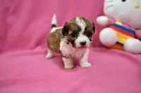 Tcup boy 2, a male Maltipoo for sale in Atlanta, GA – Photo 1 of 7