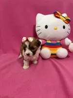 Tcup boy 2, a male Maltipoo for sale in Atlanta, GA – Photo 7 of 7