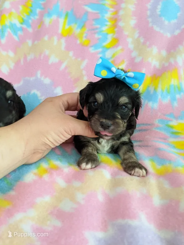 Tcup girl 3 – Yorkshire Terrier puppy for sale in Atlanta, GA