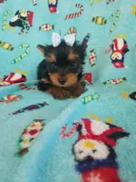 Tcup girl 2, a female Yorkshire Terrier for sale in Atlanta, GA – 3 of 6