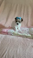 Tcup bear, a male Morkie for sale in Atlanta, GA – 2 of 9