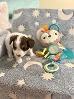 Tcup cody, a male Maltipoo for sale in Atlanta, GA – 7 of 8