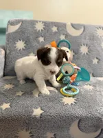 Tcup cody, a male Morkie for sale in Atlanta, GA – 7 of 8