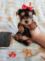 Tcup girl 1, a female Yorkshire Terrier for sale in Atlanta, GA – 3 of 8