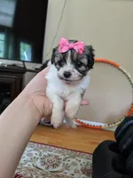 Tcup girl 3, a female Maltipoo for sale in Atlanta, GA – Photo 2 of 4