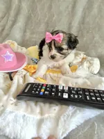 Tcup girl 3, a female Maltipoo for sale in Atlanta, GA – Photo 4 of 4