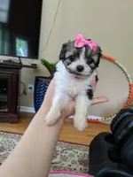 Tcup girl 3, a female Maltipoo for sale in Atlanta, GA – Photo 3 of 4