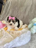 Tcup girl 3, a female Maltipoo for sale in Atlanta, GA – Photo 1 of 4