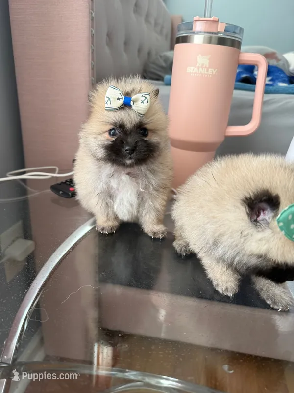 Tcup chloe – Pomeranian puppy for sale in Atlanta, GA
