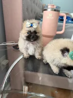 Tcup chloe, a female Pomeranian for sale in Atlanta, GA – 1 of 4