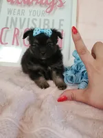 Tcup chloe, a female Morkie for sale in Atlanta, GA – 3 of 8