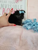 Tiny Daisy, a male Morkie for sale in Atlanta, GA – 2 of 8