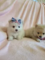 Tcup girl 2, a female Pomeranian for sale in Atlanta, GA – 6 of 6