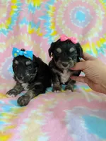 Tcup girl 3, a female Yorkshire Terrier for sale in Atlanta, GA – 3 of 7