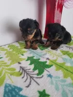 Tcup girl 1, a female Yorkshire Terrier for sale in Atlanta, GA – 2 of 5