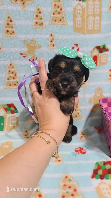 Tcup Ellie  – Yorkshire Terrier puppy for sale in Atlanta, GA