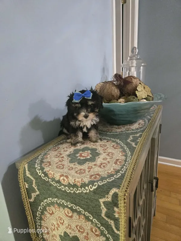Tcup molly – Morkie puppy for sale in Atlanta, GA