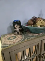 Tcup molly, a female Morkie for sale in Atlanta, GA – 3 of 5