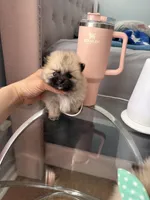 Tcup brody, a male Pomeranian for sale in Atlanta, GA – Photo 3 of 5