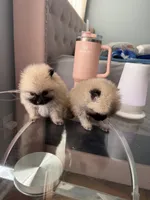 Tcup brody, a male Pomeranian for sale in Atlanta, GA – Photo 2 of 5