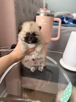 Tcup brody, a male Pomeranian for sale in Atlanta, GA – Photo 4 of 5