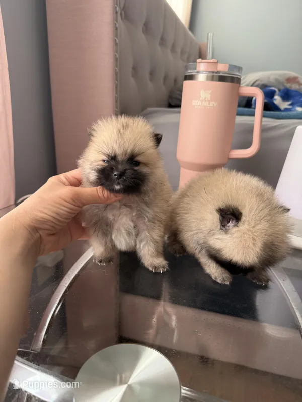 Tcup brody, a male Pomeranian for sale in Atlanta, GA – Photo 1 of 5