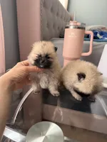 Tcup brody, a male Pomeranian for sale in Atlanta, GA – Photo 1 of 5