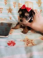 Tcup girl 1, a female Yorkshire Terrier for sale in Atlanta, GA – 7 of 8