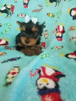 Tcup girl 2, a female Yorkshire Terrier for sale in Atlanta, GA – 1 of 6