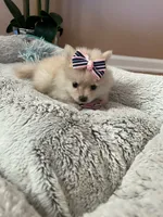 Tcup boy 2, a male Pomeranian for sale in Atlanta, GA – 6 of 8