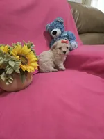 Tcup girl 2, a female Morkie for sale in Atlanta, GA – 4 of 5