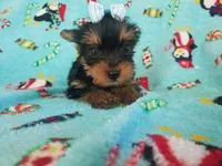 Tcup girl 2, a female Yorkshire Terrier for sale in Atlanta, GA – 6 of 6