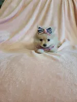 Tcup Cody, a male Pomeranian for sale in Atlanta, GA – 2 of 7