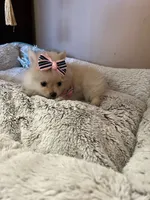 Tcup boy 2, a male Pomeranian for sale in Atlanta, GA – 7 of 8