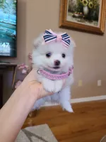 Tcup Ellie, a female Pomeranian for sale in Atlanta, GA – 8 of 9