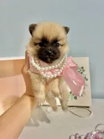 Tcup Bear, a male Pomeranian for sale in Atlanta, GA – Photo 6 of 6