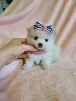 Tcup girl 2, a female Pomeranian for sale in Atlanta, GA – 3 of 6