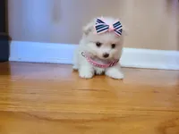 Tcup Ellie, a female Pomeranian for sale in Atlanta, GA – 4 of 9