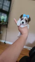 Tcup bear, a male Morkie for sale in Atlanta, GA – 7 of 9