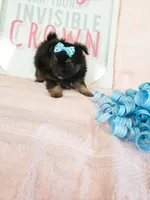 Tiny Daisy, a male Morkie for sale in Atlanta, GA – 7 of 8