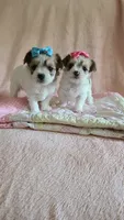 Tcup bear, a male Morkie for sale in Atlanta, GA – 5 of 9