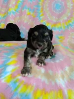 Tcup girl 3, a female Yorkshire Terrier for sale in Atlanta, GA – 4 of 7