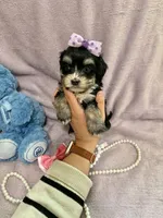 Tcup chloe, a female Morkie for sale in Atlanta, GA – Photo 8 of 8