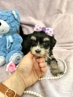 Tcup chloe, a female Morkie for sale in Atlanta, GA – Photo 3 of 8