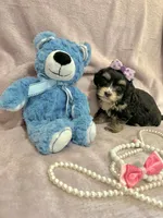 Tcup chloe, a female Morkie for sale in Atlanta, GA – Photo 4 of 8
