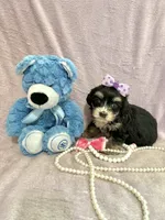 Tcup chloe, a female Morkie for sale in Atlanta, GA – Photo 5 of 8
