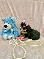 Tcup chloe, a female Morkie for sale in Atlanta, GA – Photo 6 of 8
