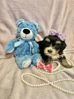 Tcup chloe, a female Morkie for sale in Atlanta, GA – Photo 2 of 8