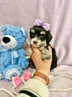 Tcup chloe, a female Morkie for sale in Atlanta, GA – Photo 1 of 8