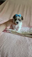 Tcup Cody, a male Maltipoo for sale in Atlanta, GA – 8 of 10